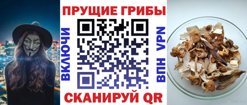 Купить где  Губкин  Галлюциногенные грибы Psilocybe 
